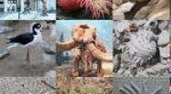 Endangered Species – Зникаючі види тварин і рослин