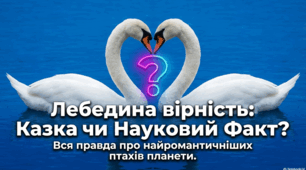Лебедина вірність: межа між біологією та міфом