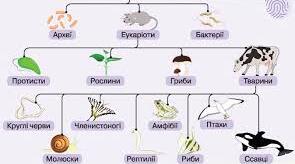 70. Сучасні уявлення про систему органічного світу