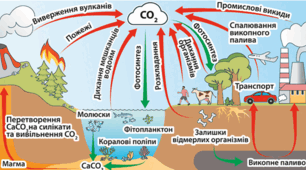 Кругообіг Карбону . Парниковий ефект.