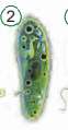 0901f122-1cac-62x119.png