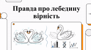 Лебедина вірність: межа між біологією та міфом