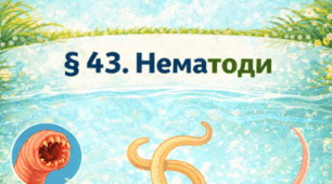 § 43. Нематоди