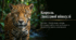 10 квітня - Всесвітній день ягуара (World Jaguar Day)