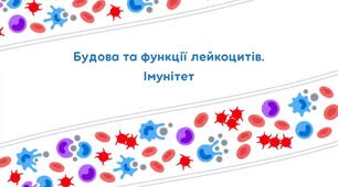 Презентація "Будова та функції лейкоцитів. Імунітет" 8 клас Балан (НУШ)