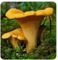 0901fiad-7c25-120x125.png