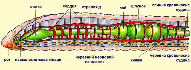 0901fj6f-63c3-650x240.jpg