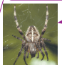 0901fkjx-8009-87x92.png