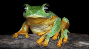 Презентація. Інфографіка. 🐸🦎🐸Амфібії: перші наземні тварини. 7 кл НУШ
