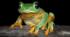 Презентація. Інфографіка. 🐸🦎🐸Амфібії: перші наземні тварини. 7 кл НУШ