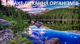 Презентація до уроку: "ЩО ТАКЕ ДИХАННЯ ОРГАНІЗМІВ"