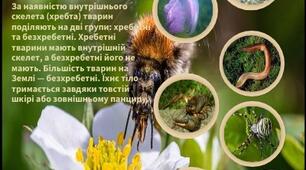 Узагальнення з теми “Безхребетні тварини”.