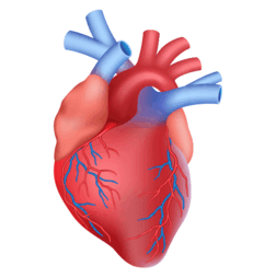 0901fzot-c001-500x501.png