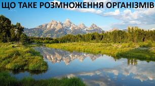 Презентація до уроку: "ЩО ТАКЕ РОЗМНОЖЕННЯ ОРГАНІЗМІВ"