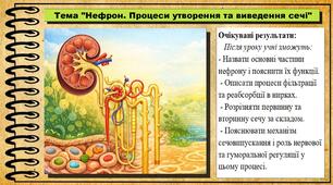 Нефрон. Процеси утворення та виведення сечі. Біологія. 8 клас (НУШ). До підручника Балан П., Козленко О. та ін.