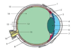 0901g6cd-f11c-154x103.png