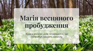 Магія весняного пробудження. Первоцвіти.