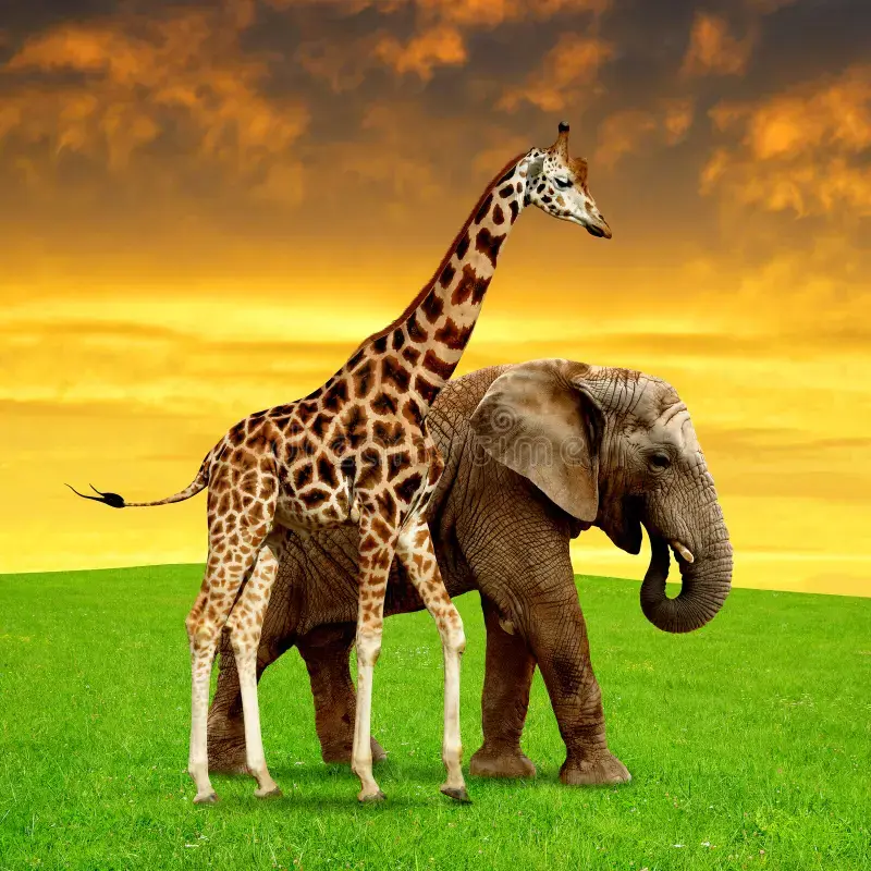 0901gc9u-0f3a-800x800.webp