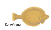 0901gex8-9b3a-207x125.png