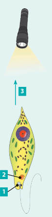 0901gexz-368b-107x447.png