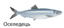 0901geyf-cb7d-213x95.png