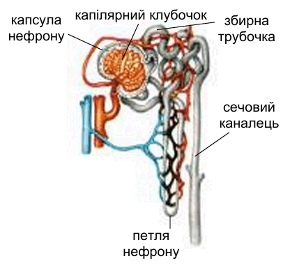 0901gf4f-8e1c-426x387.png