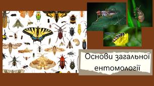Лекція. Основи загальної ентомології.