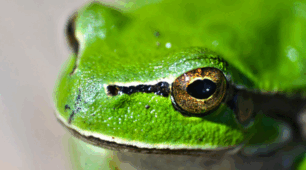 ПРОЄКТ 🐸«Різноманітність амфібій своєї місцевості»  7 клас НУШ (матеріали для вчителя+робочий аркуш учня+чеклист+зразок виконання+тест+інтерактивні вправи)
