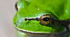 ПРОЄКТ 🐸«Різноманітність амфібій своєї місцевості»  7 клас НУШ (матеріали для вчителя+робочий аркуш учня+чеклист+зразок виконання+тест+інтерактивні вправи)