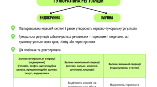 Гуморальна регуляція