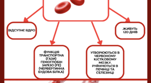 Еритроцити - червоні кровʼяні тільця