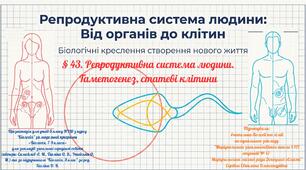 § 43. Репродуктивна система людини. Гаметогенез, статеві клітини
