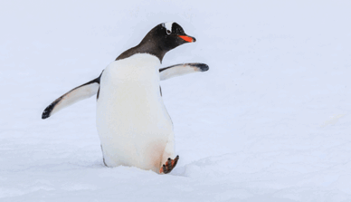 0901h3bx-465b-388x223.png
