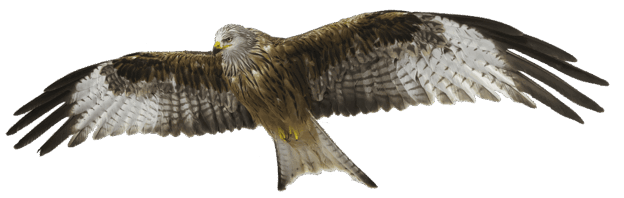 0901hbbz-97a4-624x198.png