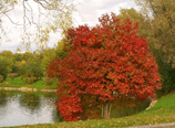 0901hcch-6077-158x116.png
