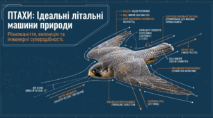 Птахи. Різноманітність птахів, роль та значення в екосистемі та житті людини