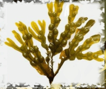 0901hg0i-291e-344x287.png