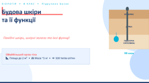 Будова шкіри та її функції. Похідні шкіри, шкірні залози, їхні функції