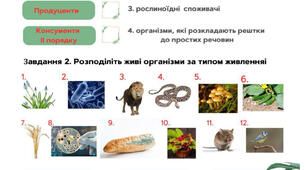 Практична робота Складання ланцюгів живлення