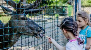 Розробка уроку з теми “В зоопарку”(“At the Zoo ”)