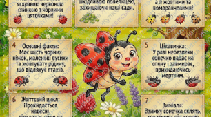 Комахи навчальний комплект