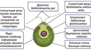 13. Які бувають водорості. Зелені водорості.