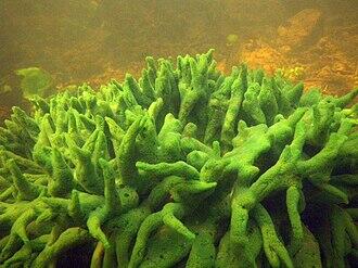 Бодяга ставкова (Spongilla lacustris)