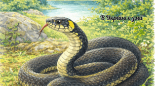Вірю не вірю . Тварини України
