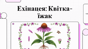 Ехінацея: феномен імунної сили та природної історії