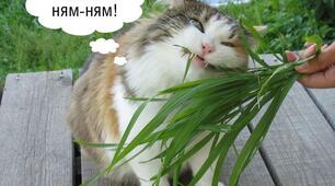 Навчальне дослідження " Способи Живлення тварин"