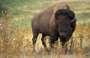 0901i0f5-f1e5-296x193.jpg
