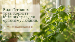 Види їстівних трав. Користь їстівних трав для організму людини.