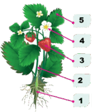0901ibiw-11a4-135x164.png