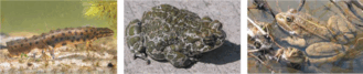 0901ibk8-0b94-526x107.png